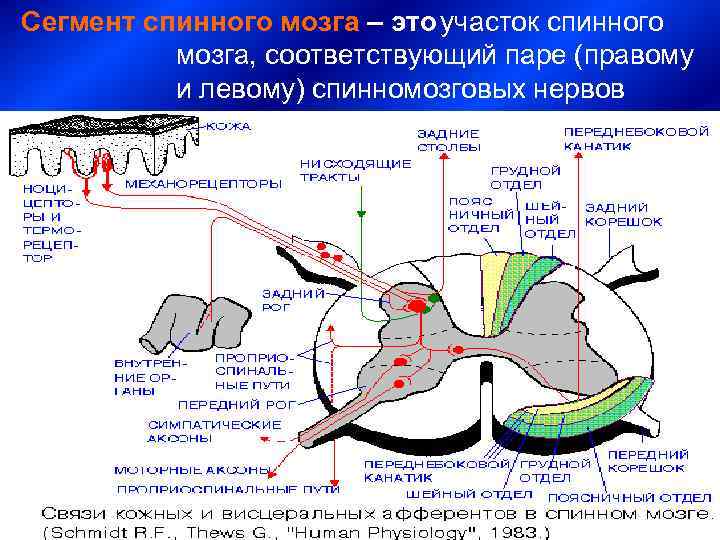 Сегмент спинного мозга – это участок спинного  мозга, соответствующий паре (правому  и