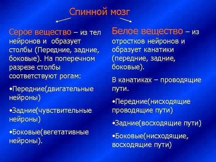     Спинной мозг Серое вещество – из тел Белое вещество –