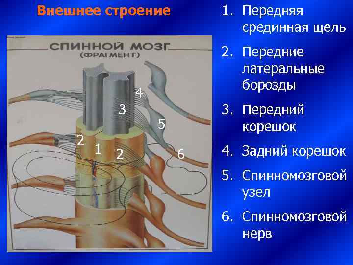 Внешнее строение  1. Передняя       срединная щель 