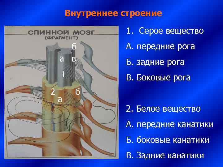   Внутреннее строение     1. Серое вещество  б 