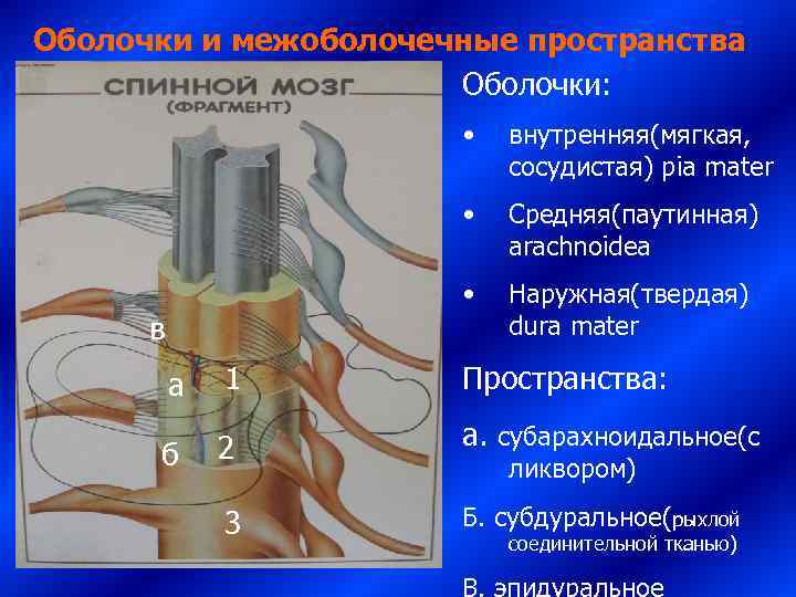 Оболочки и межоболочечные пространства    Оболочки:     • 