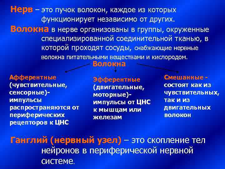 Нерв – это пучок волокон, каждое из которых  функционирует независимо от других. 