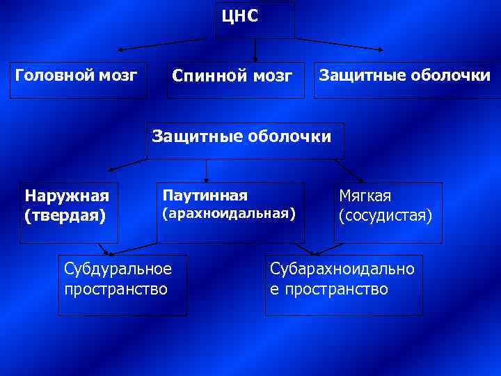     ЦНС  Головной мозг  Спинной мозг Защитные оболочки 