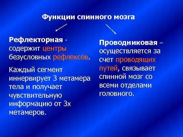   Функции спинного мозга  Рефлекторная -   Проводниковая – содержит центры