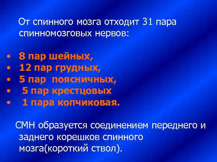   От спинного мозга отходит 31 пара спинномозговых нервов: • 8 пар шейных,