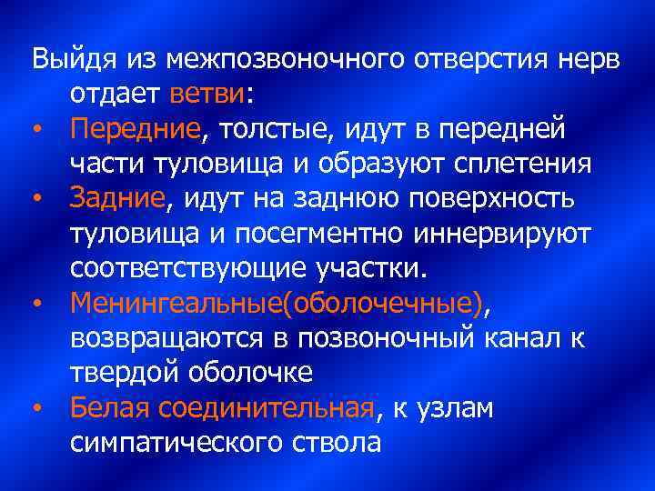 Выйдя из межпозвоночного отверстия нерв  отдает ветви:  • Передние, толстые, идут в