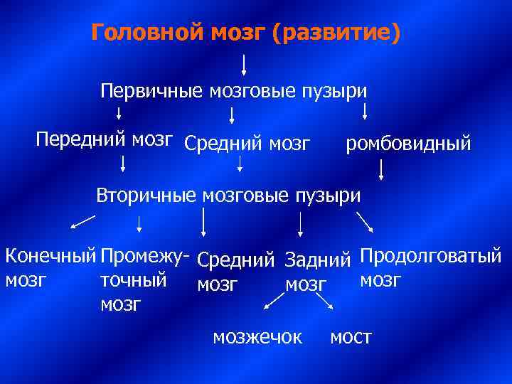   Головной мозг (развитие)  Первичные мозговые пузыри  Передний мозг Средний мозг