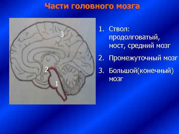 Части головного мозга   1. Ствол:  3 продолговатый,   мост, средний