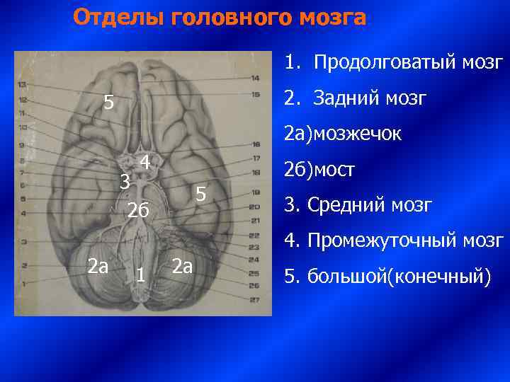 Отделы головного мозга     1. Продолговатый мозг  5  
