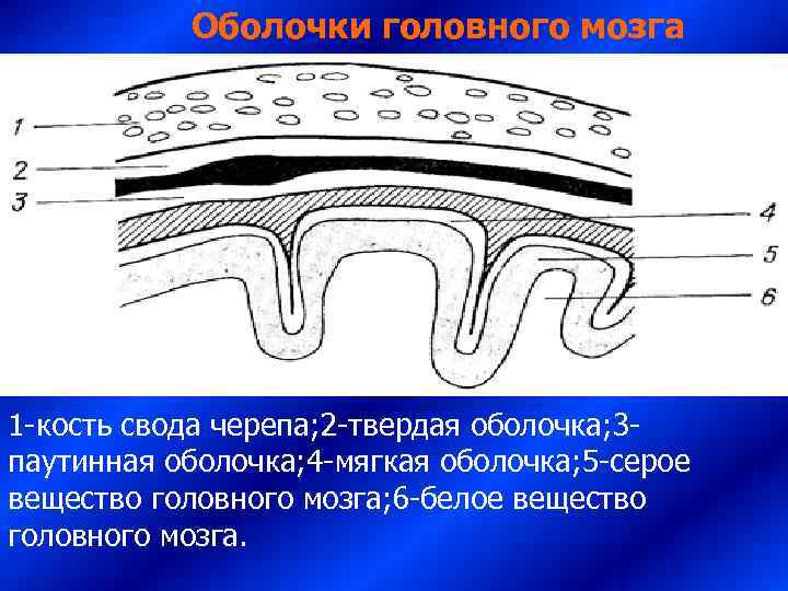   Оболочки головного мозга 1 -кость свода черепа; 2 -твердая оболочка; 3 -