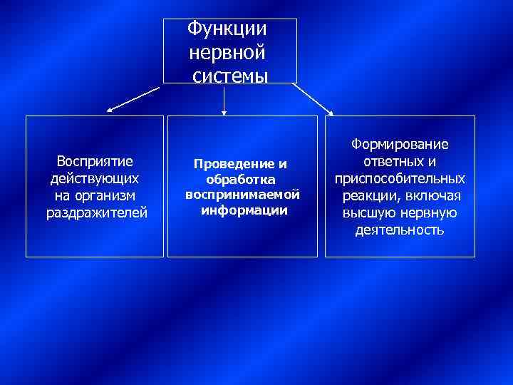    Функции    нервной    системы  