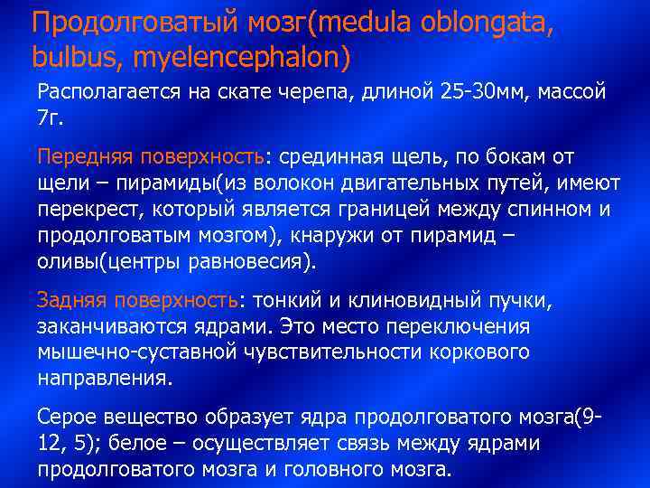 Продолговатый мозг(medula oblongata,  bulbus, myelencephalon) Располагается на скате черепа, длиной 25 -30 мм,