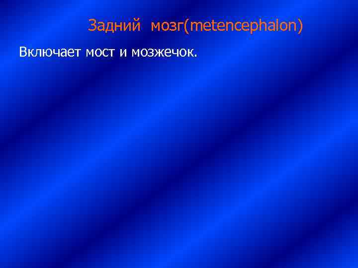     Задний мозг(metencephalon) Включает мост и мозжечок. 