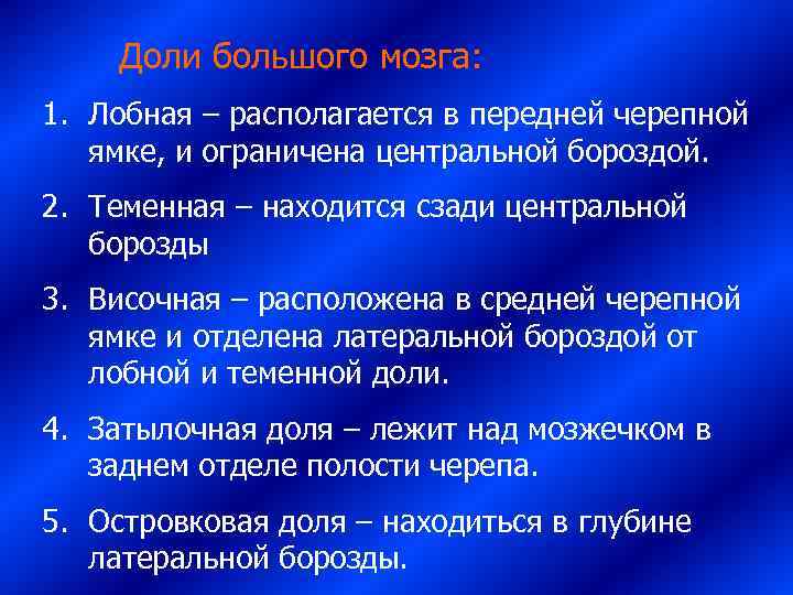   Доли большого мозга: 1. Лобная – располагается в передней черепной ямке, и