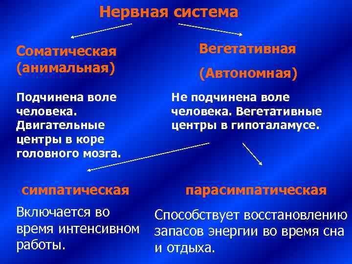   Нервная система Соматическая   Вегетативная (анимальная)   (Автономная) Подчинена воле