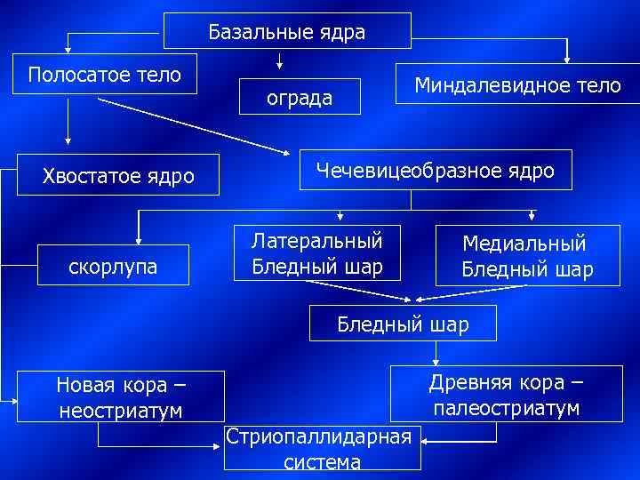    Базальные ядра Полосатое тело    Миндалевидное тело  