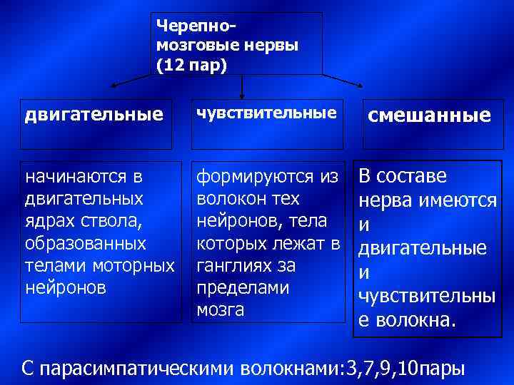    Черепно-   мозговые нервы   (12 пар)  двигательные