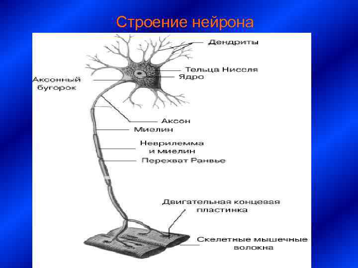 Строение нейрона 