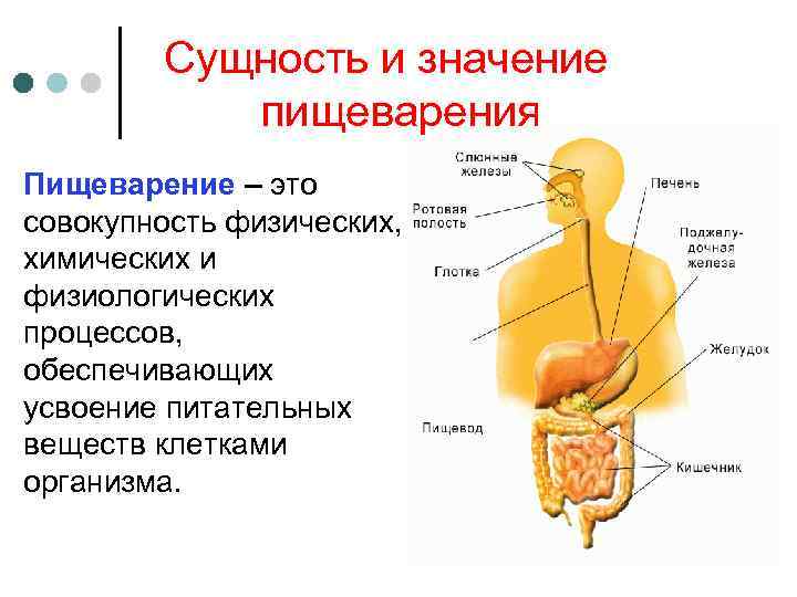 Значение пищеварения