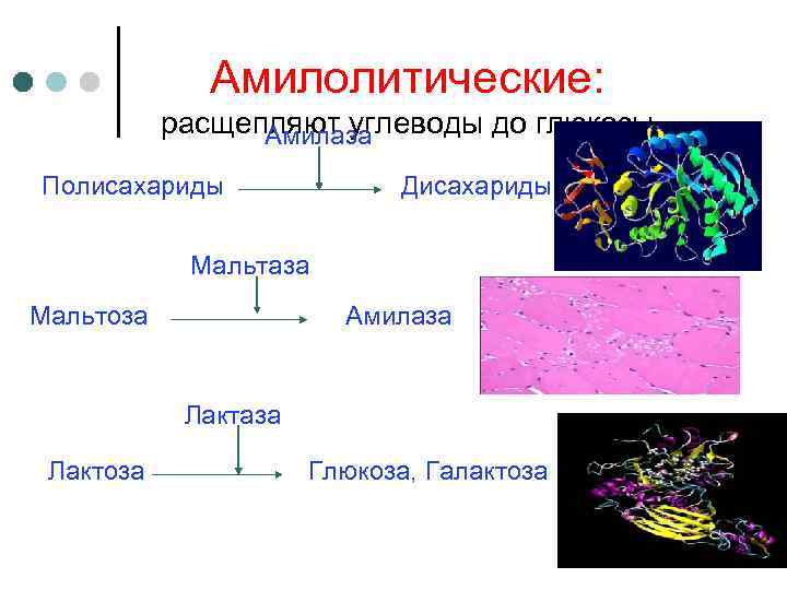 Ген лактазы