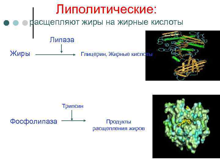    Липолитические: расщепляют жиры на жирные кислоты  Липаза Жиры  