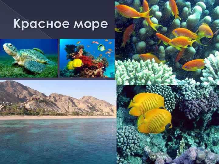 Красное море 