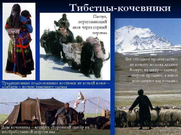       Тибетцы-кочевники     Пастух,  