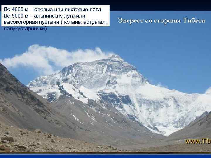 До 4000 м – еловые или пихтовые леса До 5000 м – альпийские луга