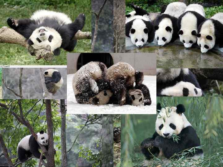 Степи Внутренней Монголии    Юньнань-  Центрально-азиатские нагорья и впадины  