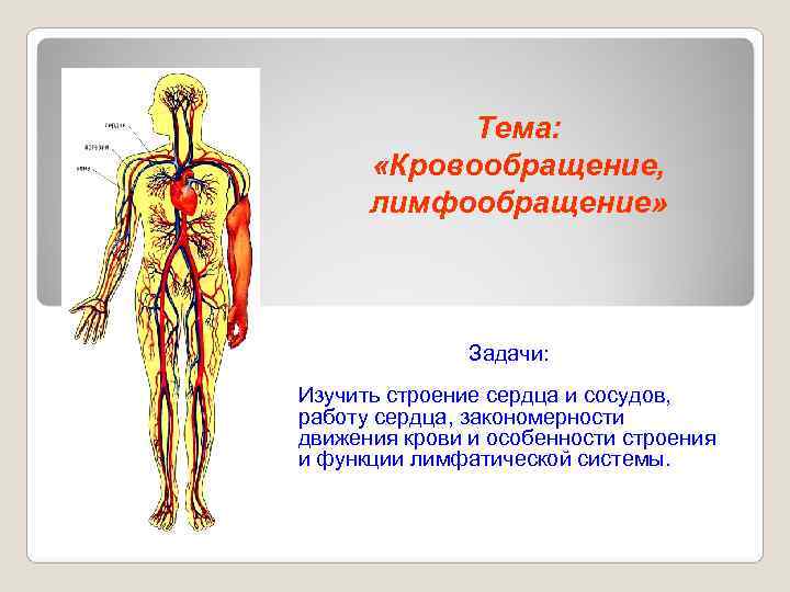   Тема:   «Кровообращение,  лимфообращение»    Задачи: Изучить строение