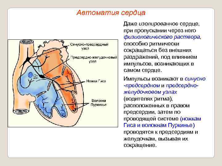 Автоматия сердца  Даже изолированное сердце,  при пропускании через него  физиологического раствора,