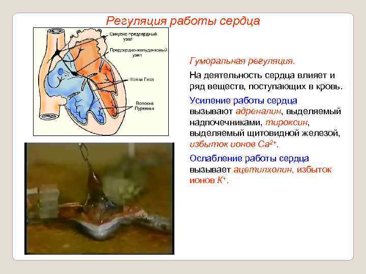Регуляция работы сердца    Гуморальная регуляция.   На деятельность сердца влияет