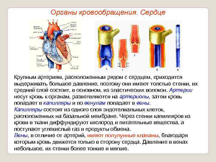   Органы кровообращения. Сердце Крупным артериям, расположенным рядом с сердцем, приходится выдерживать