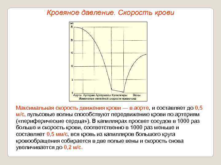   Кровяное давление. Скорость крови Максимальная скорость движения крови — в аорте, и