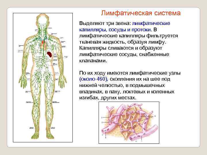   Лимфатическая система Выделяют три звена: лимфатические капилляры, сосуды и протоки. В лимфатические