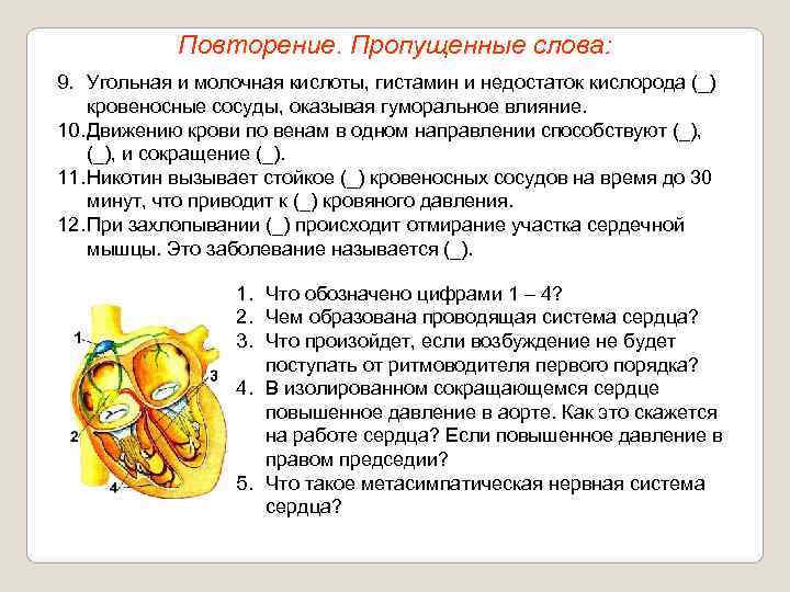   Повторение. Пропущенные слова: 9. Угольная и молочная кислоты, гистамин и недостаток кислорода