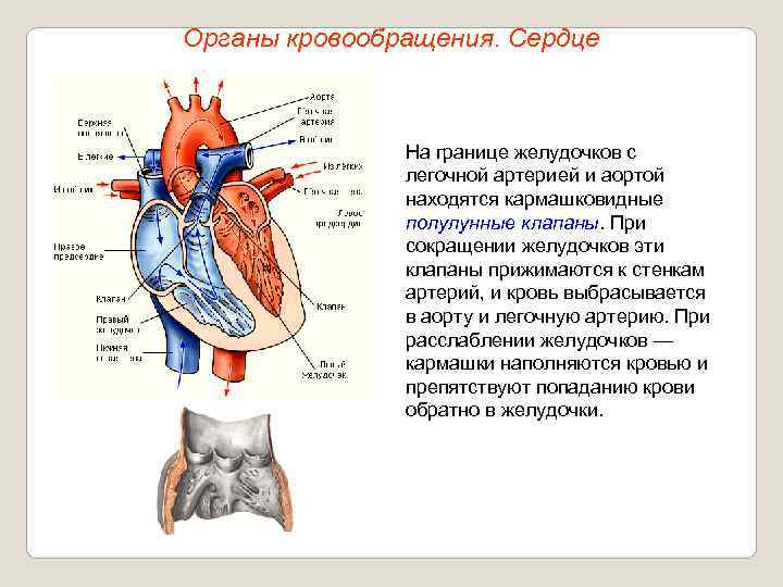Органы кровообращения. Сердце    На границе желудочков с    легочной