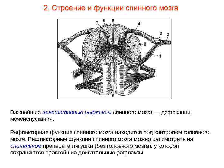   2. Строение и функции спинного мозга Важнейшие вегетативные рефлексы спинного мозга —