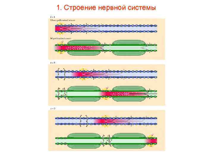 1. Строение нервной системы 