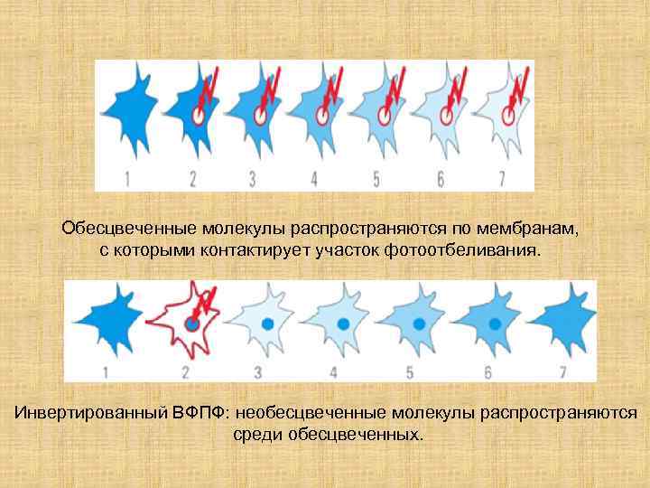   Обесцвеченные молекулы распространяются по мембранам,   с которыми контактирует участок фотоотбеливания.