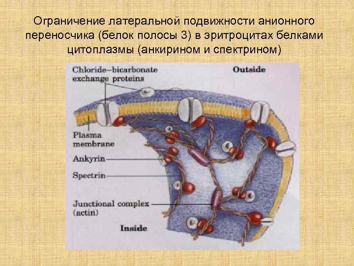  Ограничение латеральной подвижности анионного переносчика (белок полосы 3) в эритроцитах белками  цитоплазмы
