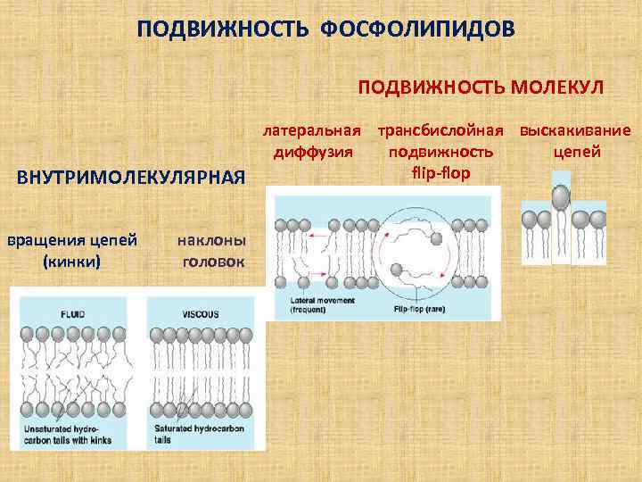   ПОДВИЖНОСТЬ ФОСФОЛИПИДОВ    ПОДВИЖНОСТЬ МОЛЕКУЛ    