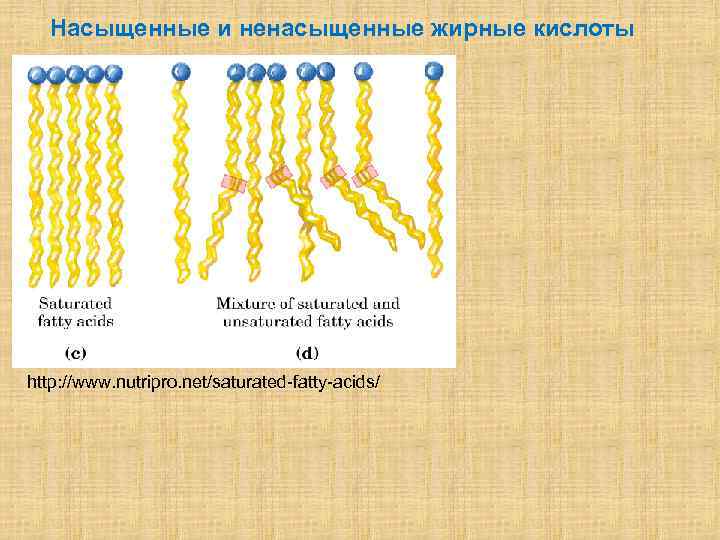 Насыщенные и ненасыщенные жирные кислоты http: //www. nutripro. net/saturated-fatty-acids/ 