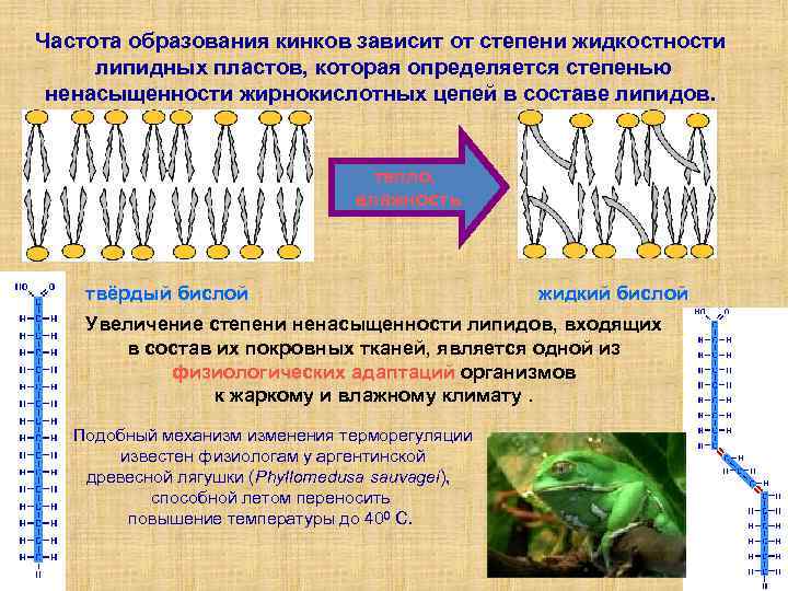 Частота образования кинков зависит от степени жидкостности липидных пластов, которая определяется степенью ненасыщенности жирнокислотных