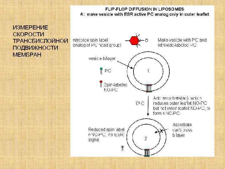 ИЗМЕРЕНИЕ СКОРОСТИ ТРАНСБИСЛОЙНОЙ ПОДВИЖНОСТИ МЕМБРАН 