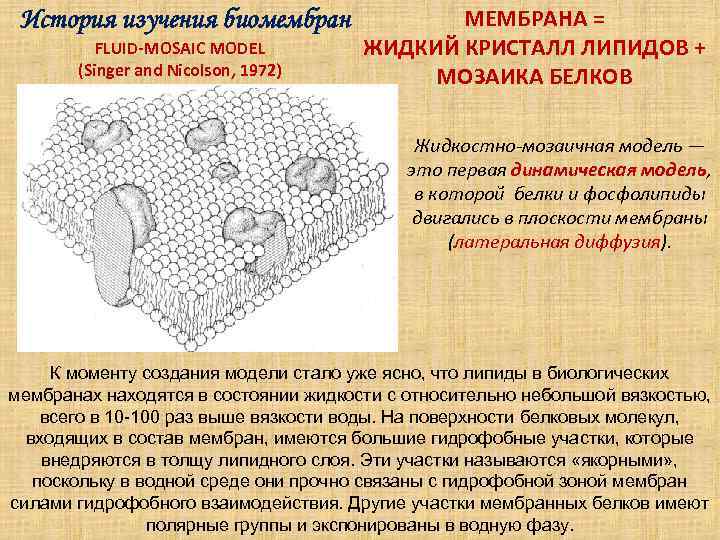  История изучения биомембран   МЕМБРАНА =  FLUID-MOSAIC MODEL   ЖИДКИЙ