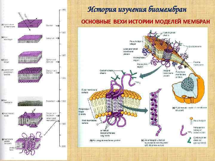  История изучения биомембран ОСНОВНЫЕ ВЕХИ ИСТОРИИ МОДЕЛЕЙ МЕМБРАН 