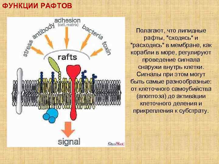 ФУНКЦИИ РАФТОВ     Полагают, что липидные     рафты,