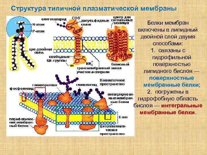 Функции белков в мембране