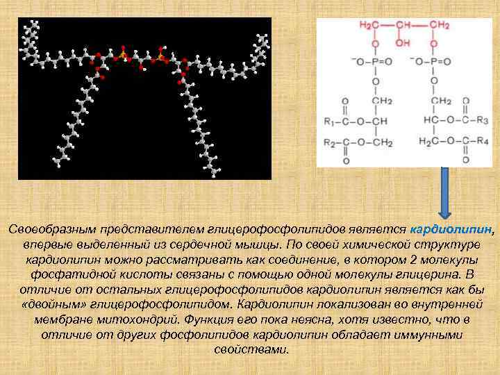 Своеобразным представителем глицерофосфолипидов является кардиолипин,  впервые выделенный из сердечной мышцы. По своей химической